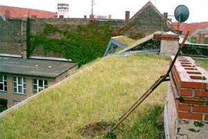 Biodiverse green roof in Berlin, Germany (photo by Manfred Khler).